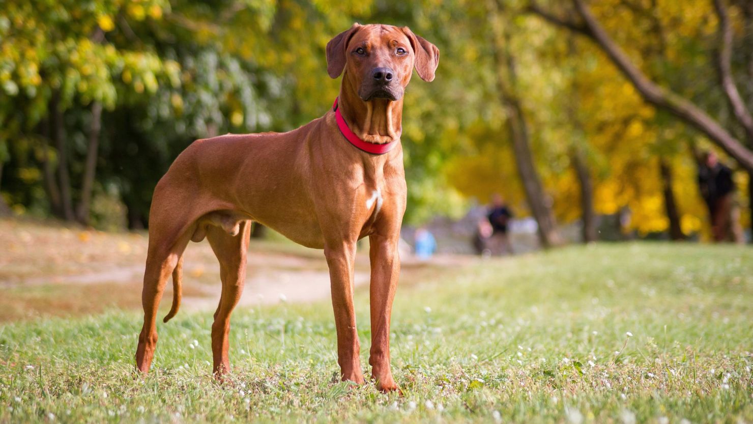 How Pet Waste Stations Help Keep Yards and Parks Clean