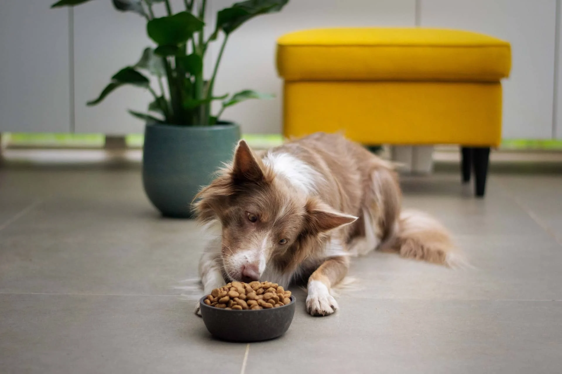 A Pet Parent’s Guide to Dr Marty Pet Food Canada