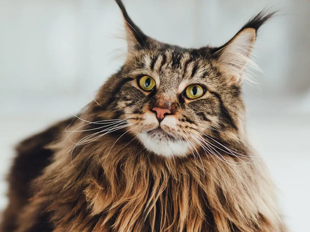 Maine Coon Cats for Sale Sacramento – Hand-Raised, Family-Loved Kittens
