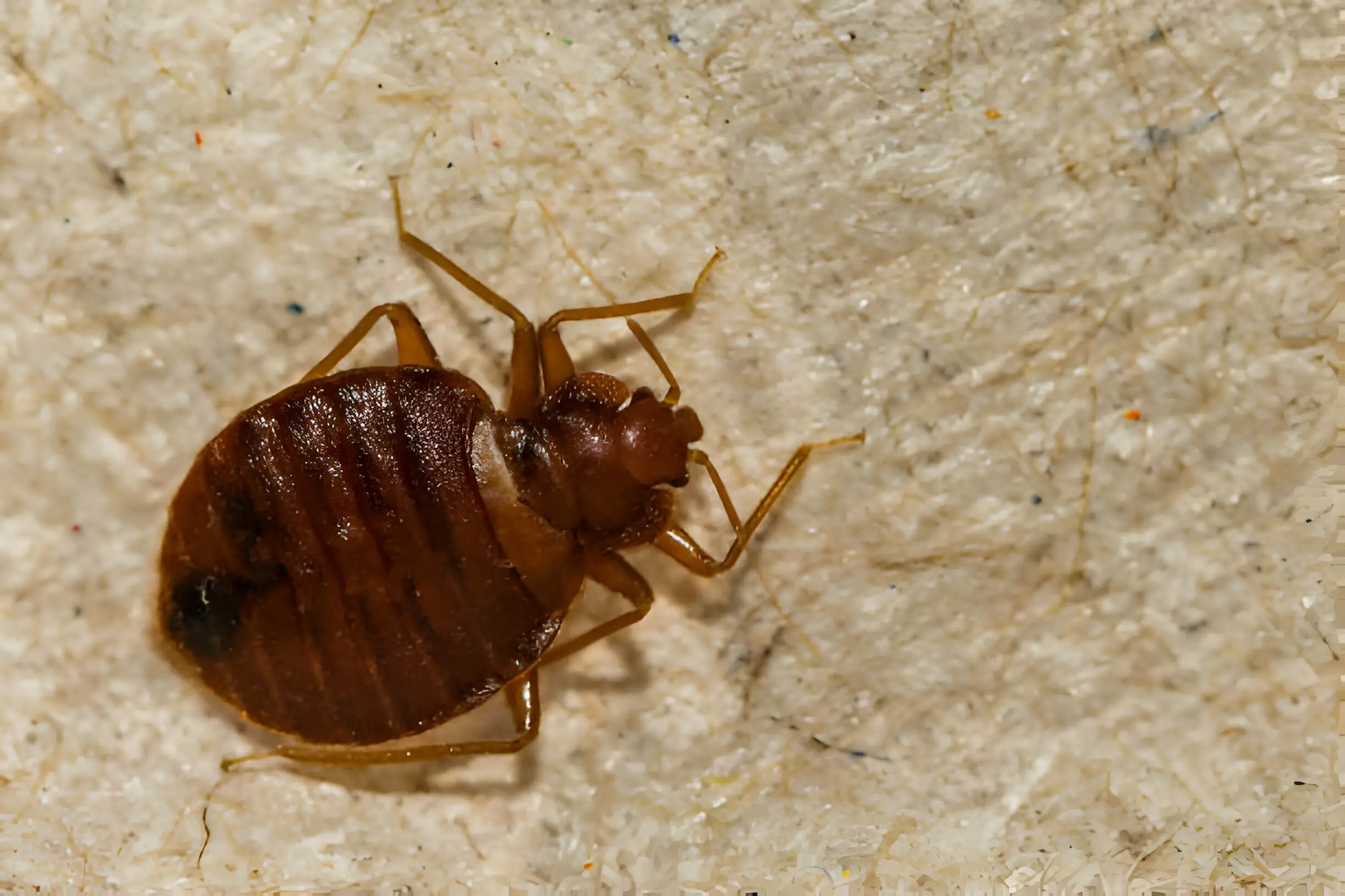 Bed Bug Removal Trusted by 5,000+ Clients