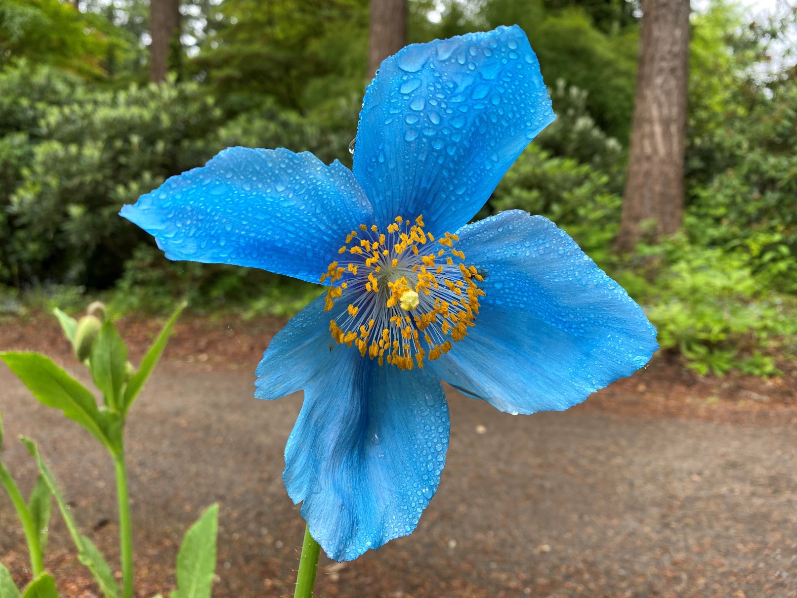 Blue poppy seeds 15 Proven Reasons They’re Worth Buying