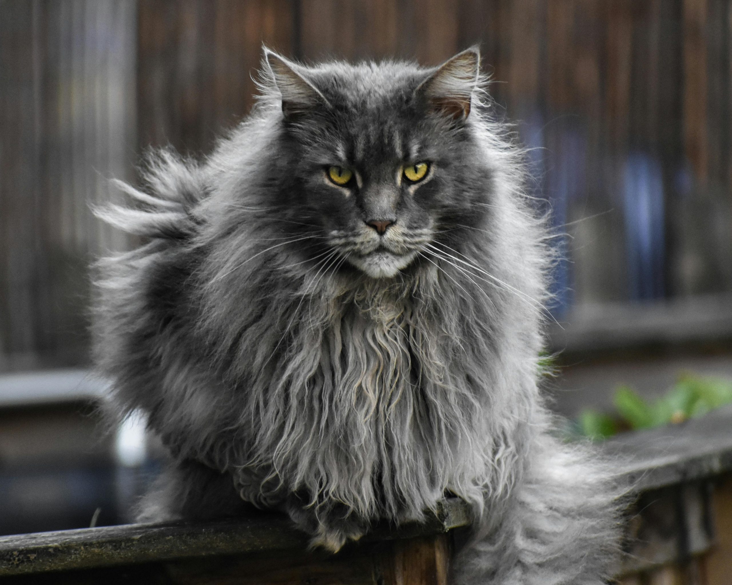 Maine Coon Kittens for Sale Oakland – Ethical Breeding Practices